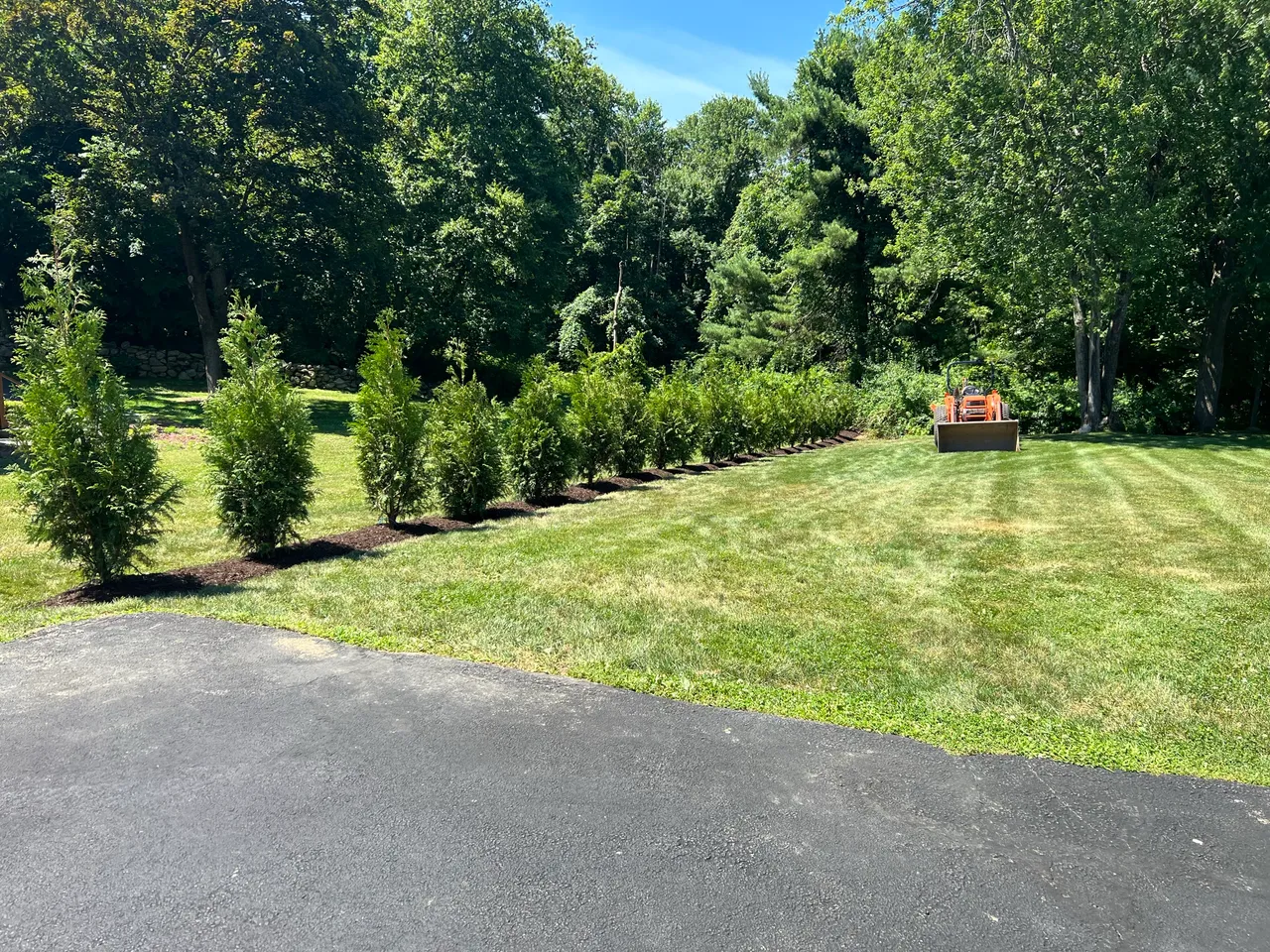 Row of arborvitae installed along a driveway